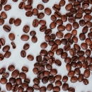 Coffea Arabica