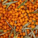 Sandorini