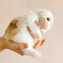 Vegane Kosmetik