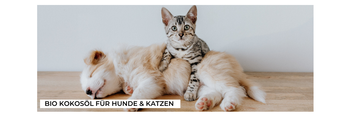 Bio Kokosöl für Hunde &amp; Katzen - Bio Kokosöl ist gut fürs Tier
