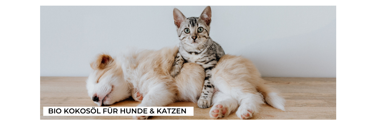 Bio Kokosöl für Hunde &amp; Katzen - Bio Kokosöl ist gut fürs Tier