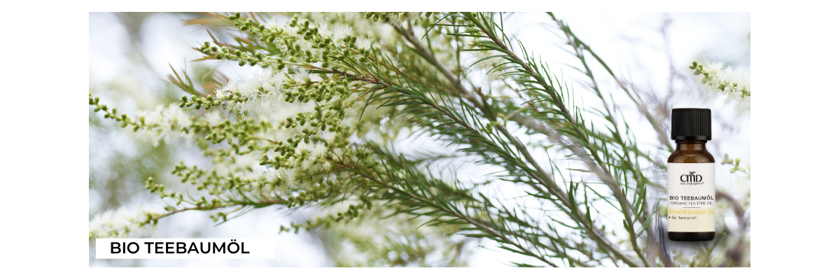 Teebaumöl und seine Anwendungen - CMD Naturkosmetik-Teebaumöl und seine Anwendungen