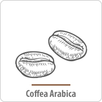 Coffea Arabica Pflege für den Mann