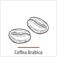 Coffea Arabica Pflege fr den Mann